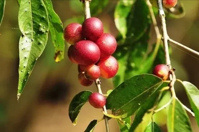 Camu-Camu da Amazônia